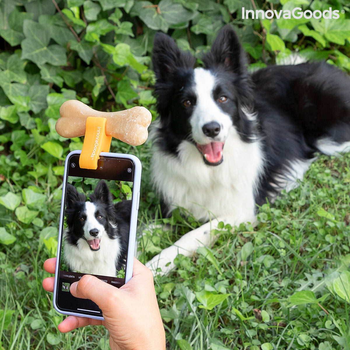 Pince Selfie pour Animaux 🐾 Accessoire Photo Chien & Chat
